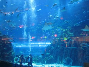 Divers in the Mall of Dubai Aquarium