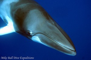 minke whale