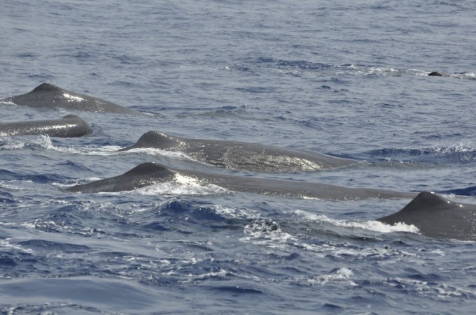 mirissa sperm whales