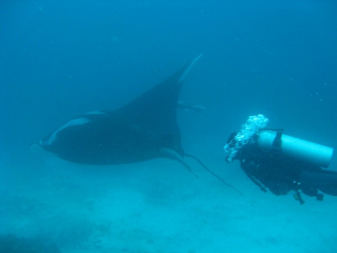 A massive Manta stayed to play with us for about 20 minutes by Darwin Island, Galapagos