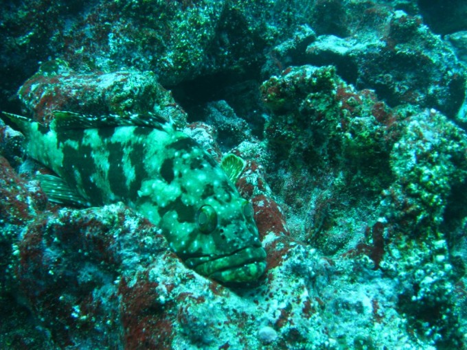 Danger-stonefish ahead!