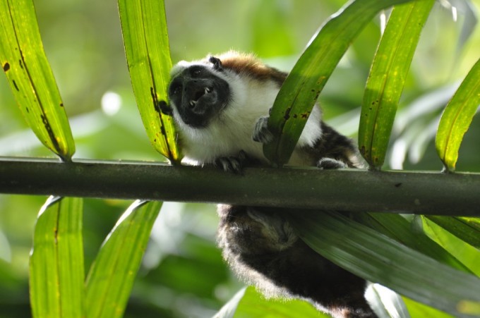 Was this Geoffrey's Tamarin grimacing at us or something else in the underbrush?