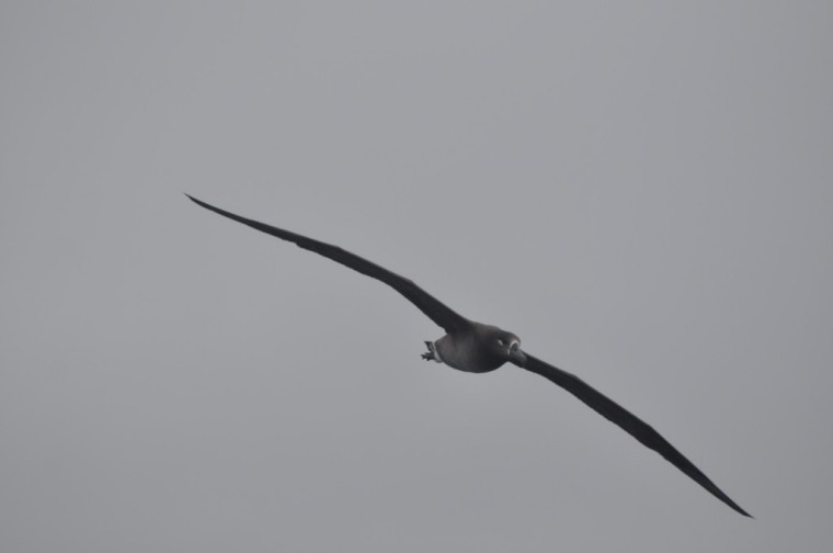 Black footed Albatross
