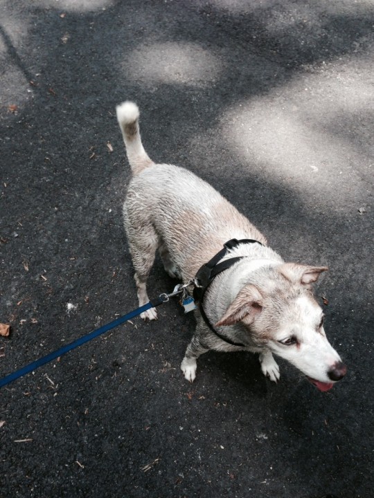 A jump in the lake and a roll in some worms make one happy dog 