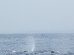 Sperm Whale Pod in Mirrissa